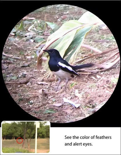 Schwarzer und weißer vogel mit markanten flügelzeichnungen, der auf dem boden steht.